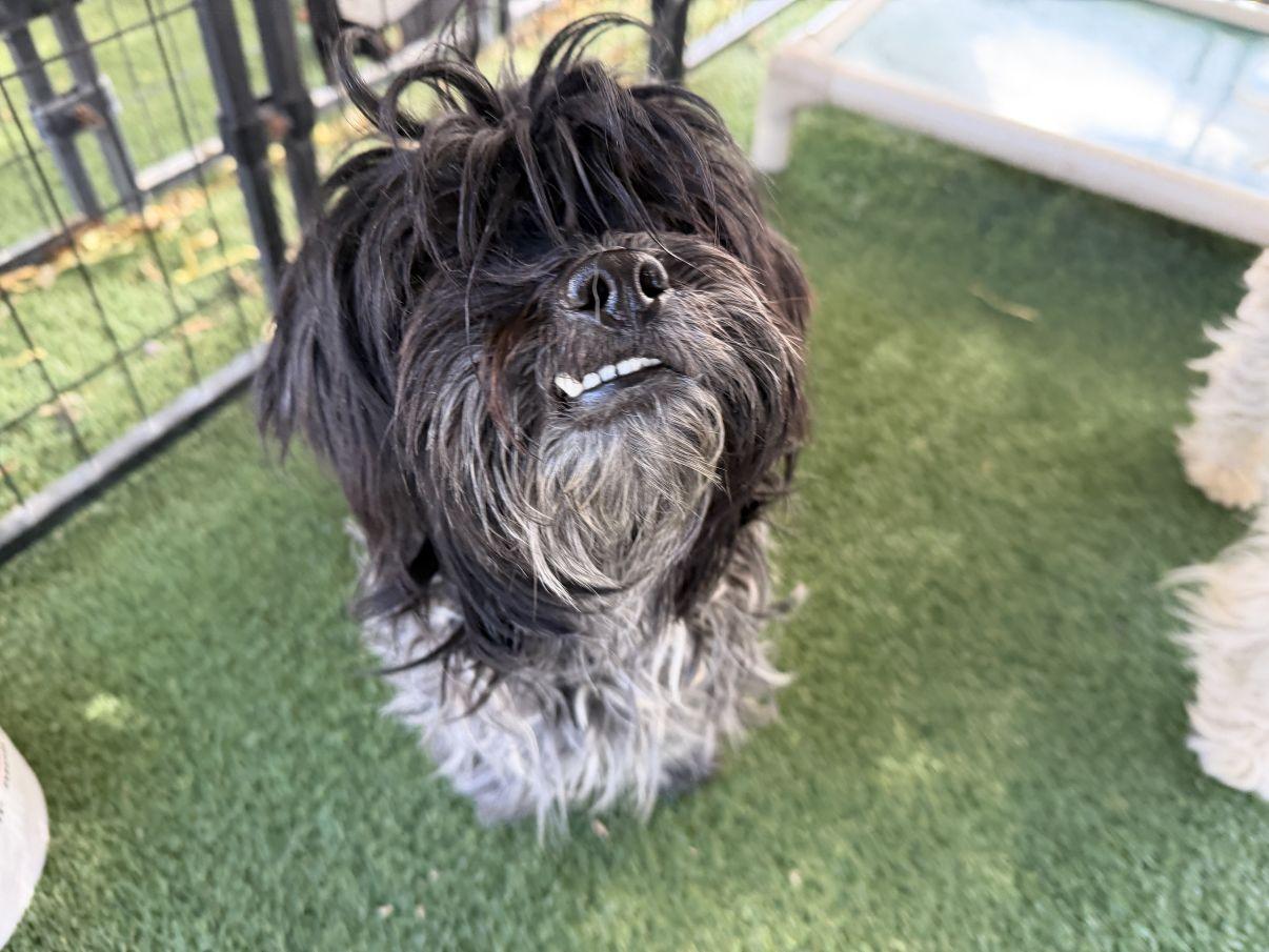 Pepper, adopted, Young Female Shih Tzu.