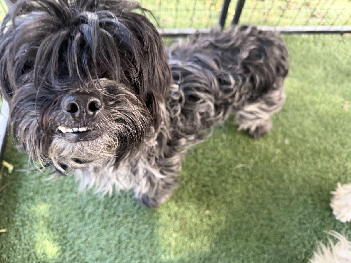 Enlarge Pepper, an adopted Shih Tzu in El Paso, TX image 4/5