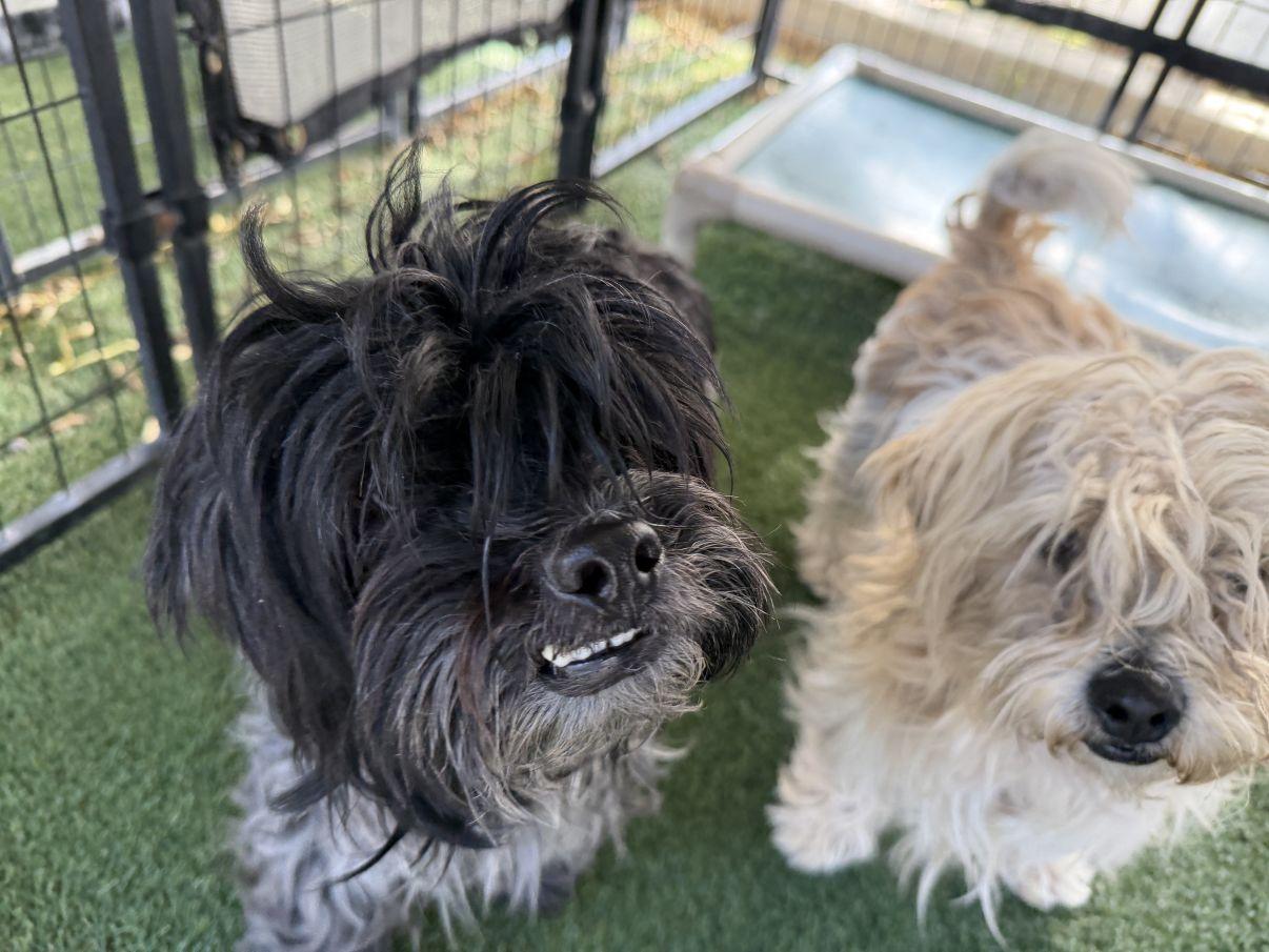 Enlarge Pepper, an adopted Shih Tzu in El Paso, TX image 5/5