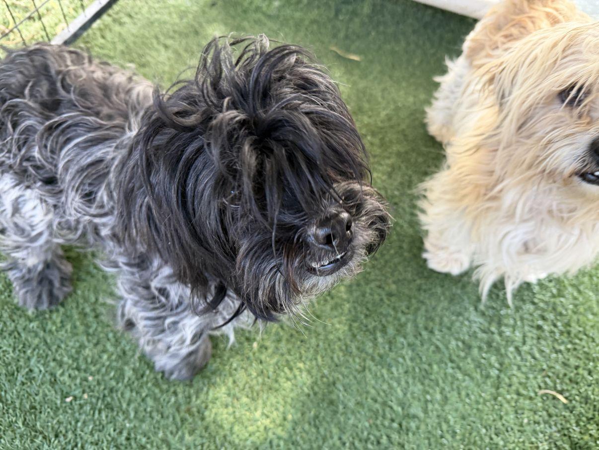 Enlarge Pepper, an adopted Shih Tzu in El Paso, TX image 2/5