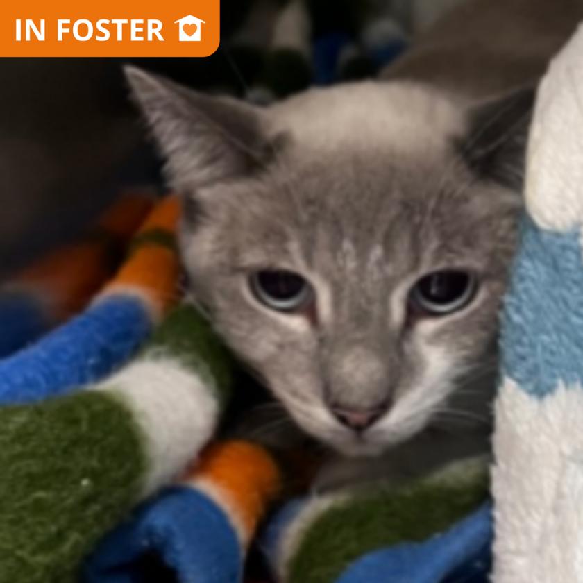 Florence, Adoptable, Adult Female Domestic Short Hair.