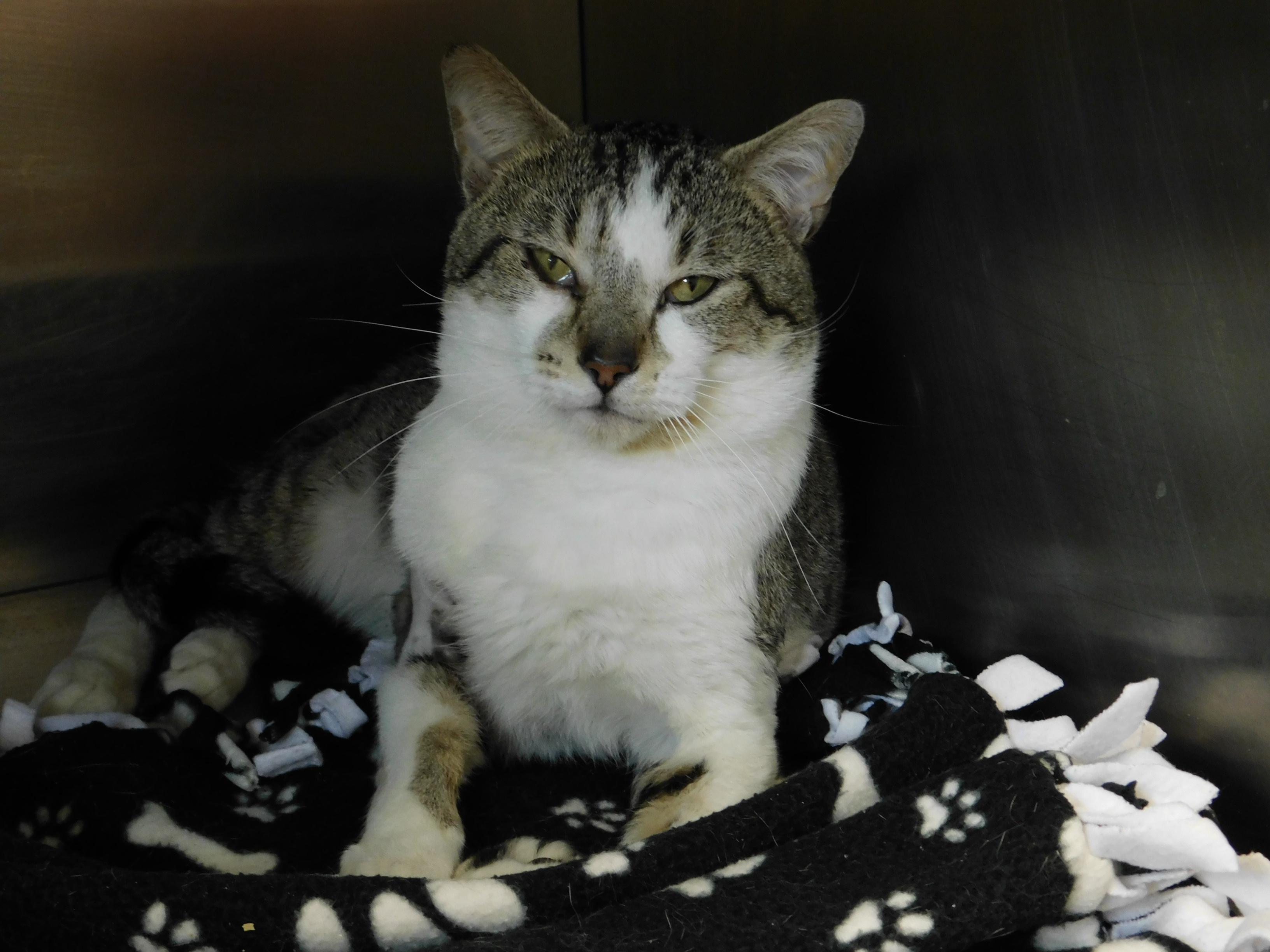 Moose-Indoor/Outdoor, Adult Male Domestic Short Hair