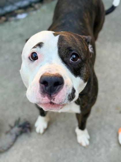 Enlarge Cassandra, an adopted mixed breed in Tinley Park, IL image 1/1