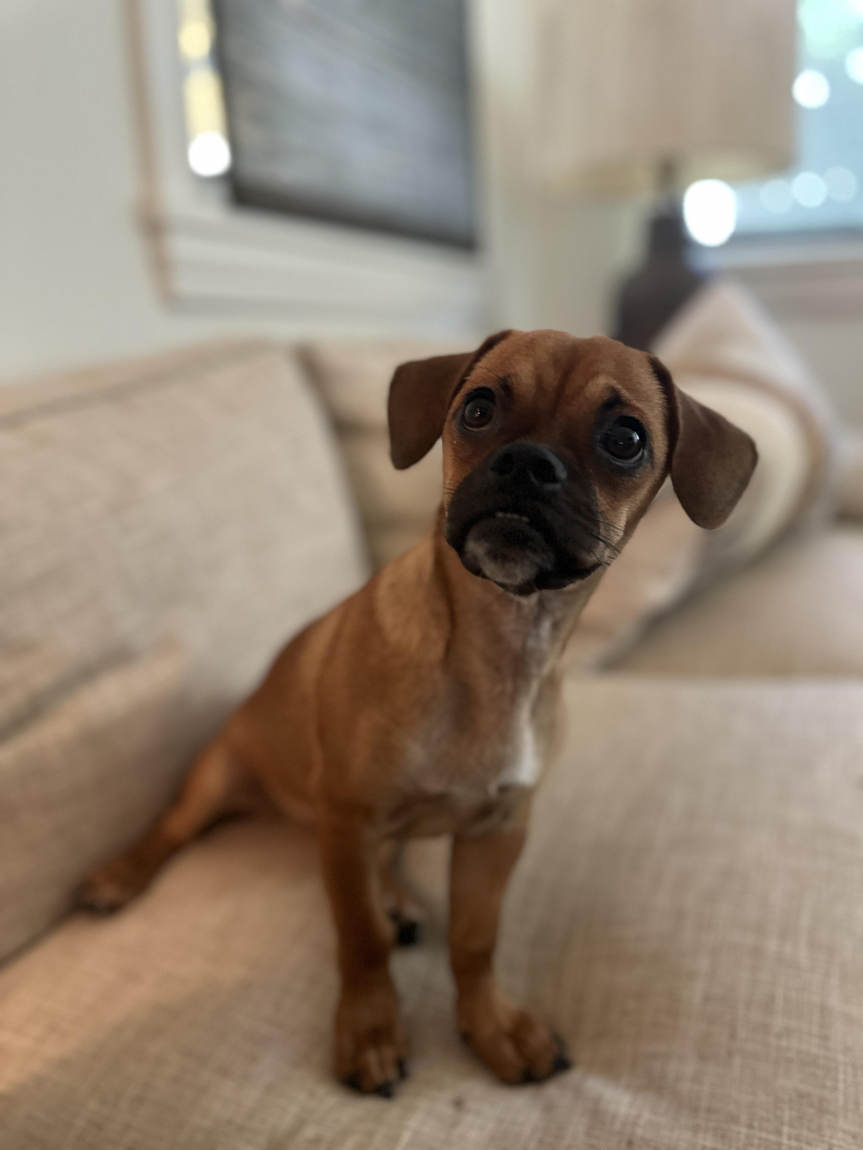 Blue, Adoptable, Puppy Male Puggle & Pug.