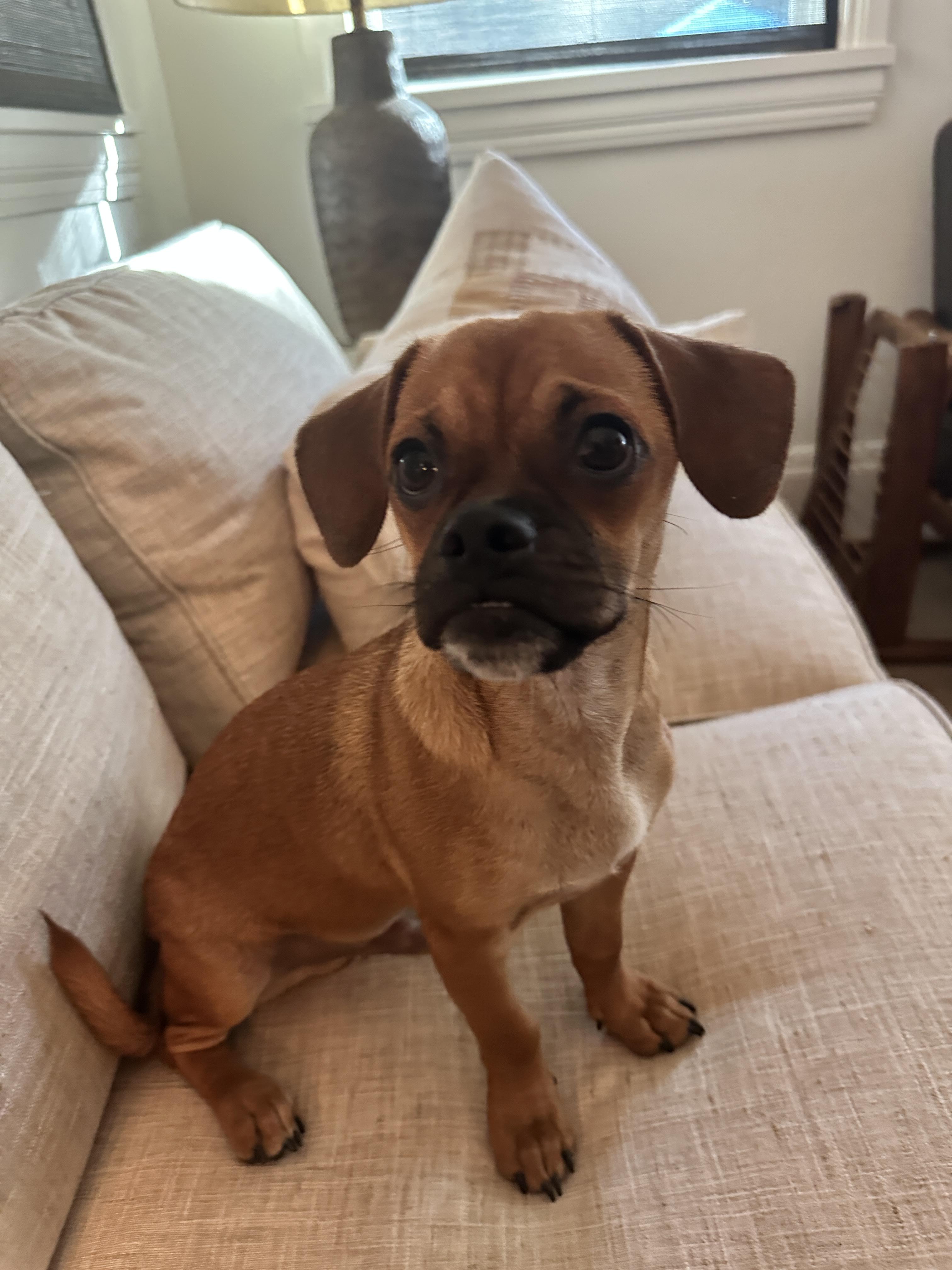 Blue, a Adoptable mixed breed in Phoenix, AZ image 2/4