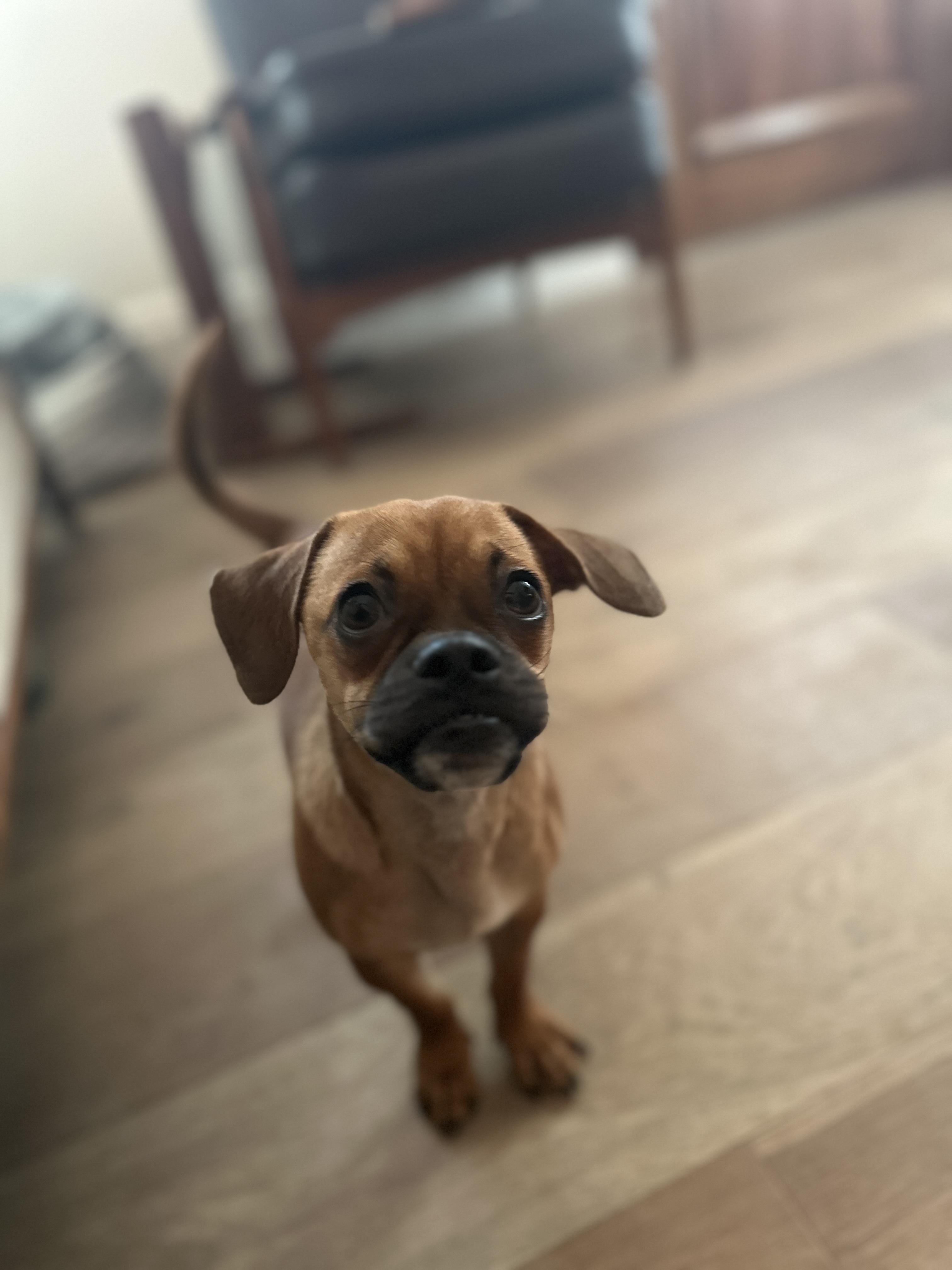 Blue, a Adoptable mixed breed in Phoenix, AZ image 3/4