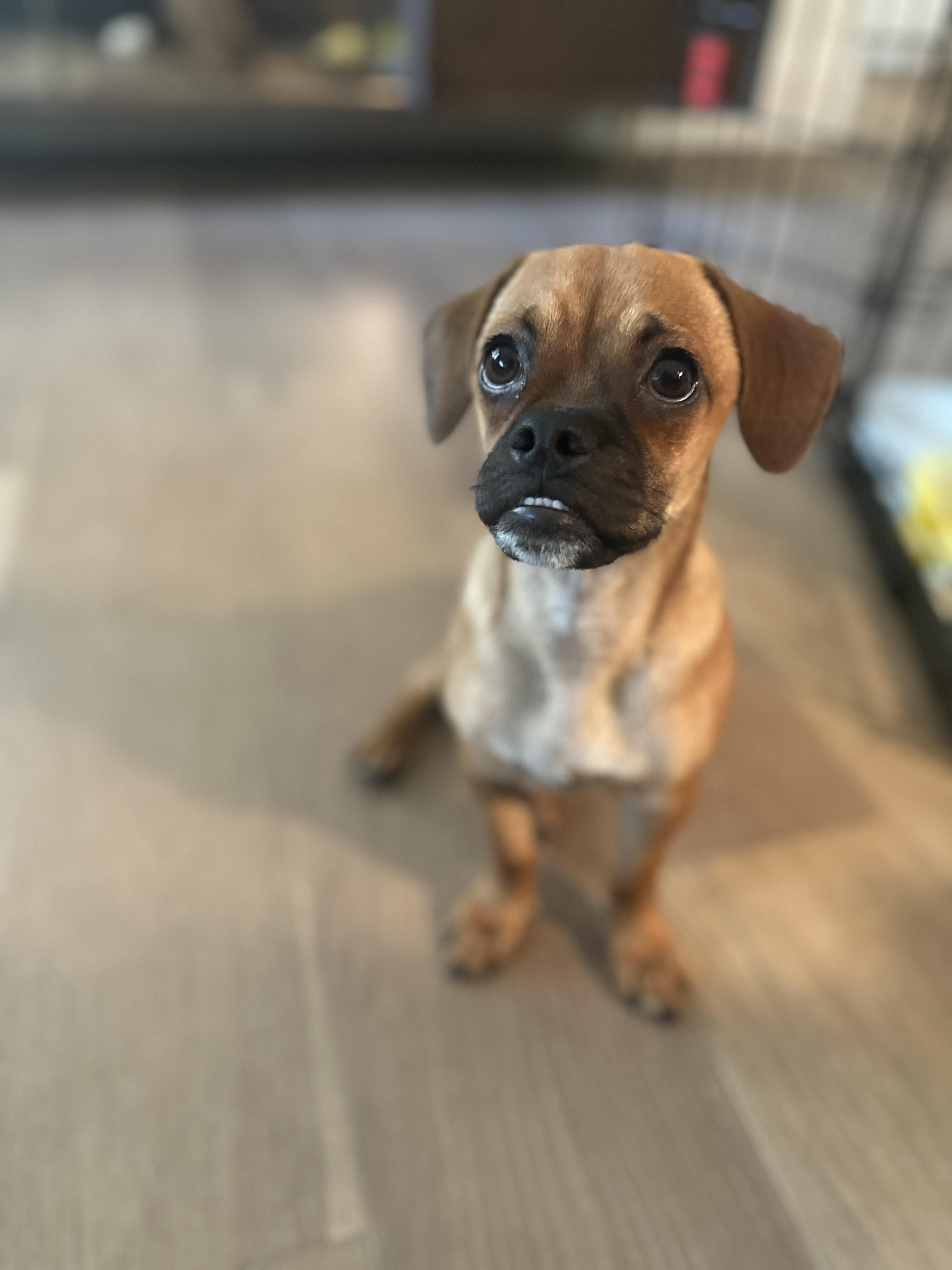 Blue, a Adoptable mixed breed in Phoenix, AZ image 4/4