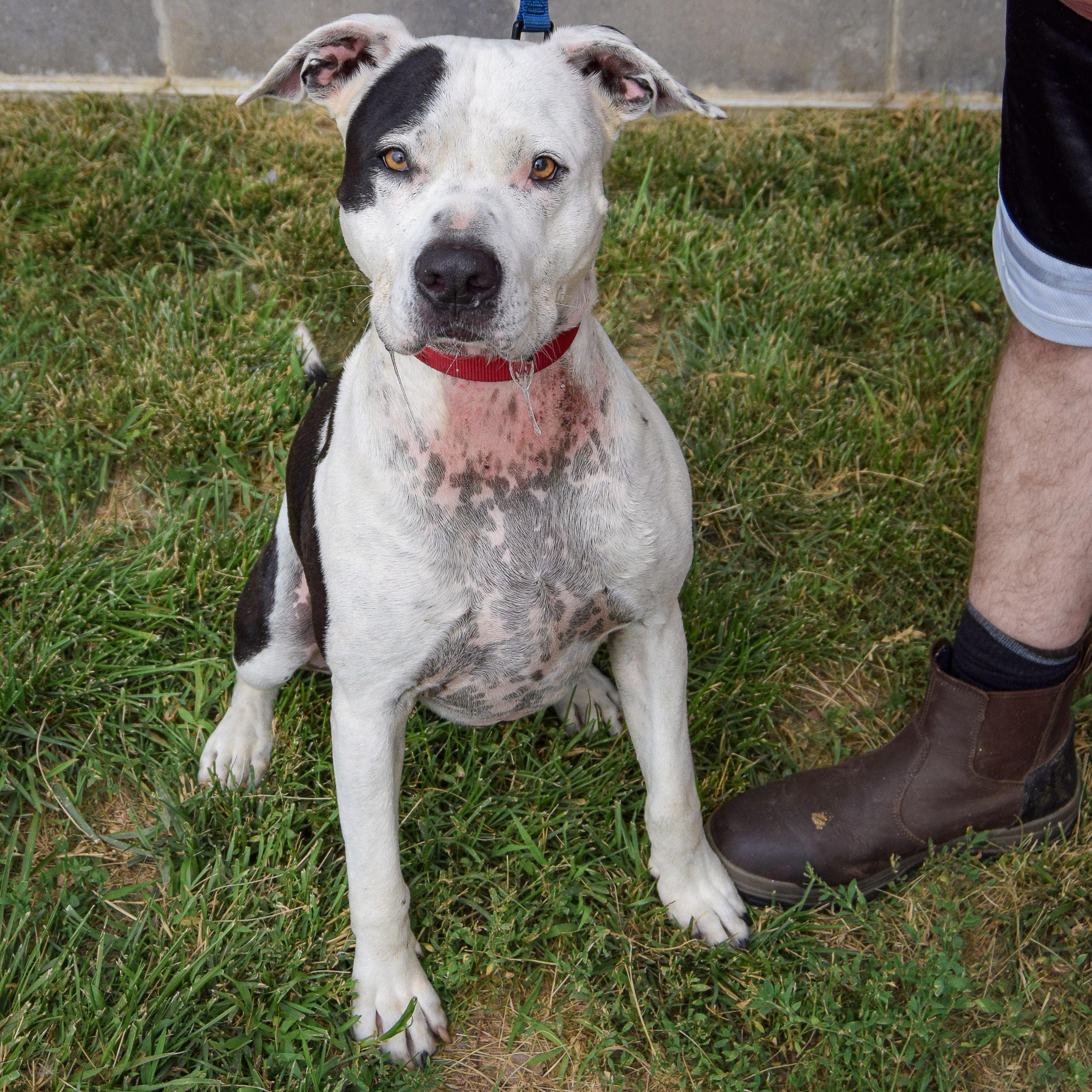 Cade, an adoptable mixed breed in Huntley, IL image 3/5
