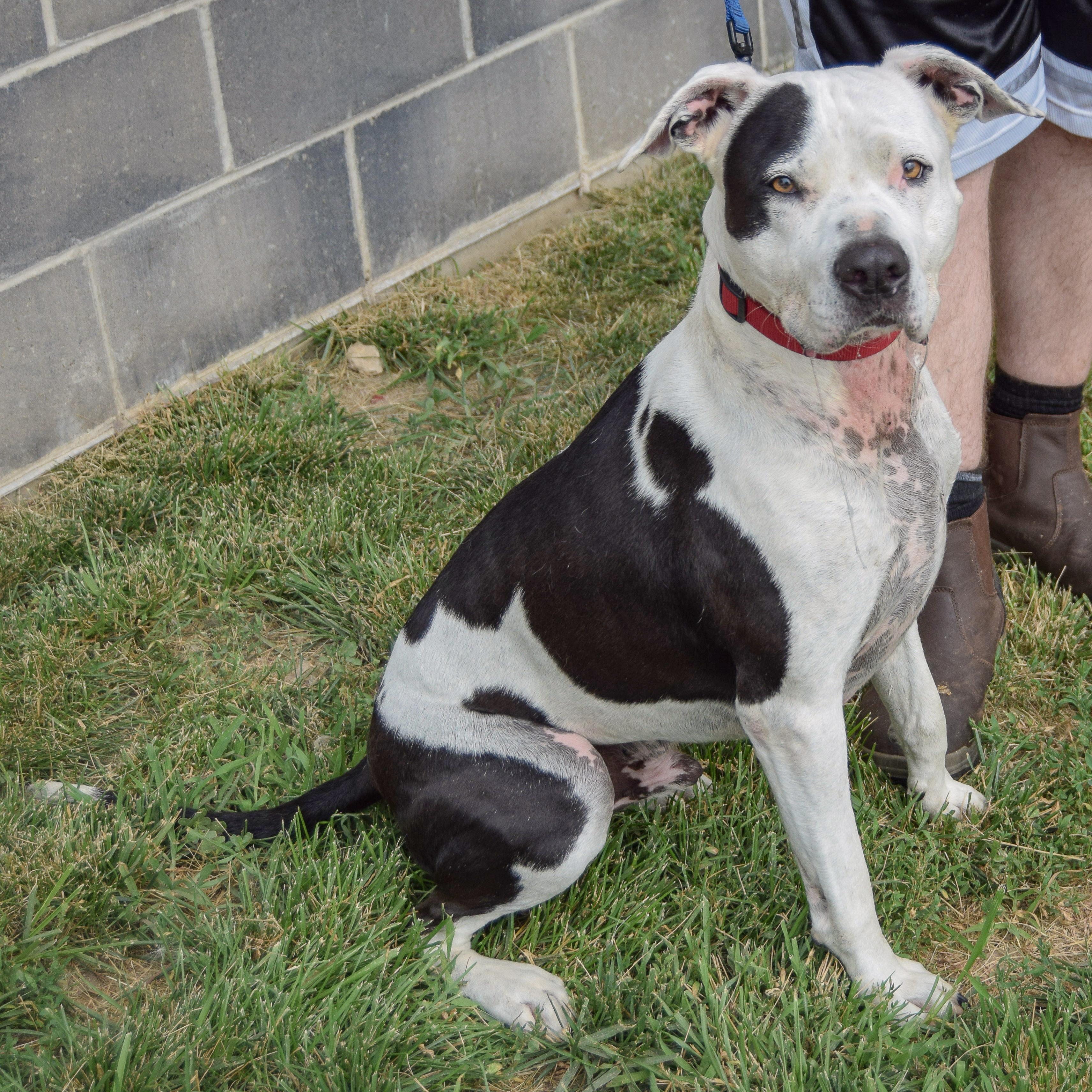 Cade, an adoptable mixed breed in Huntley, IL image 5/5