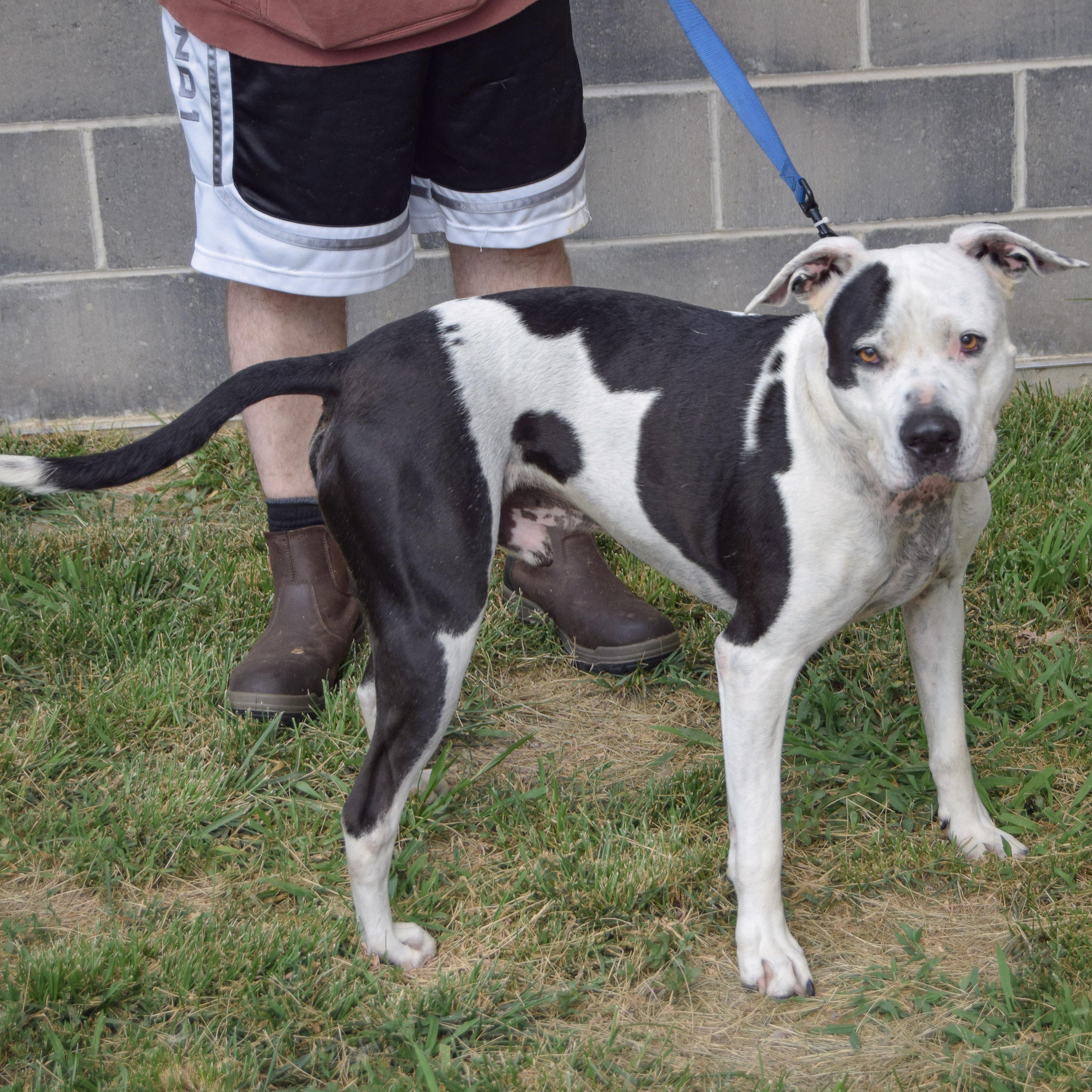 Cade, an adoptable mixed breed in Huntley, IL image 2/5