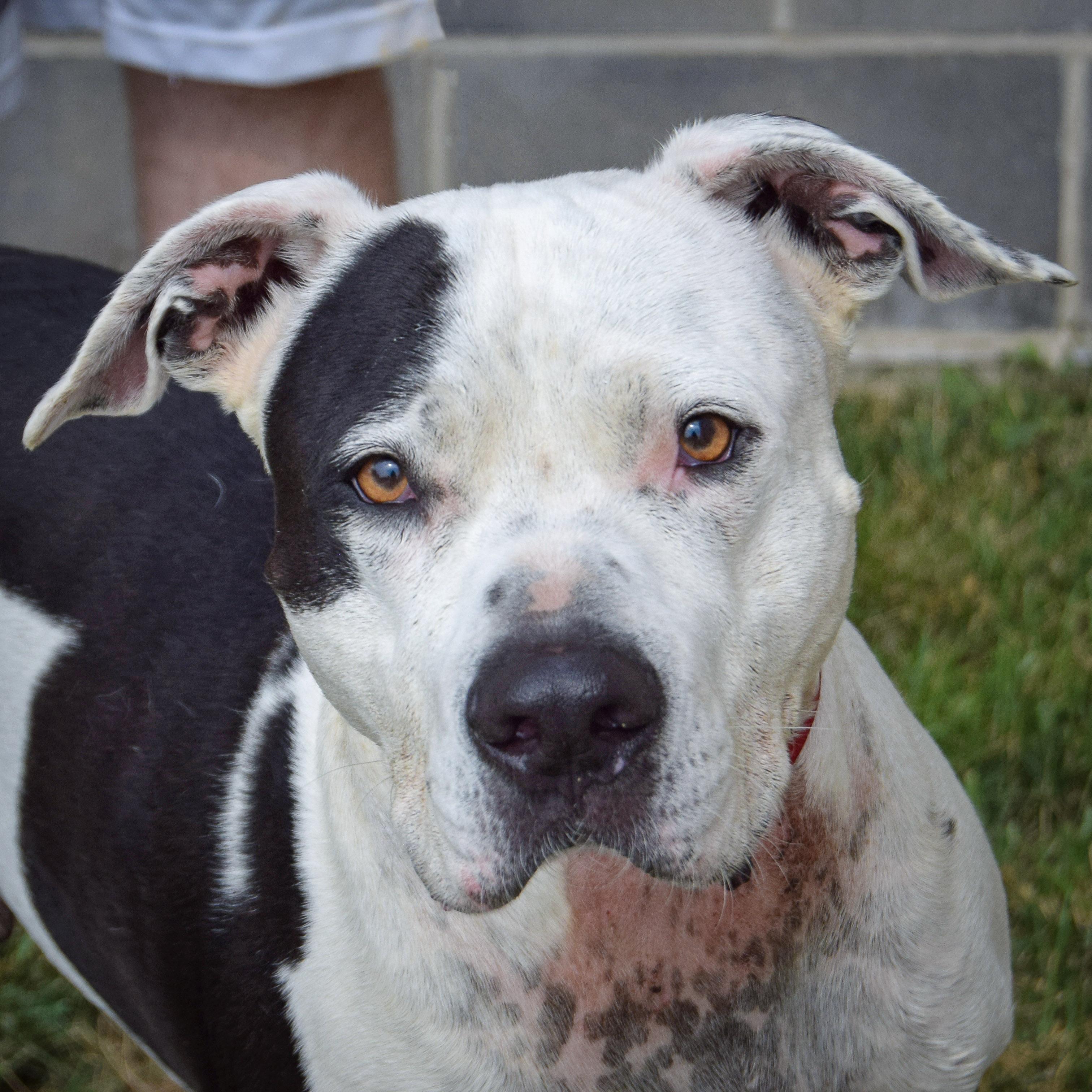 Cade, an adoptable mixed breed in Huntley, IL image 1/5