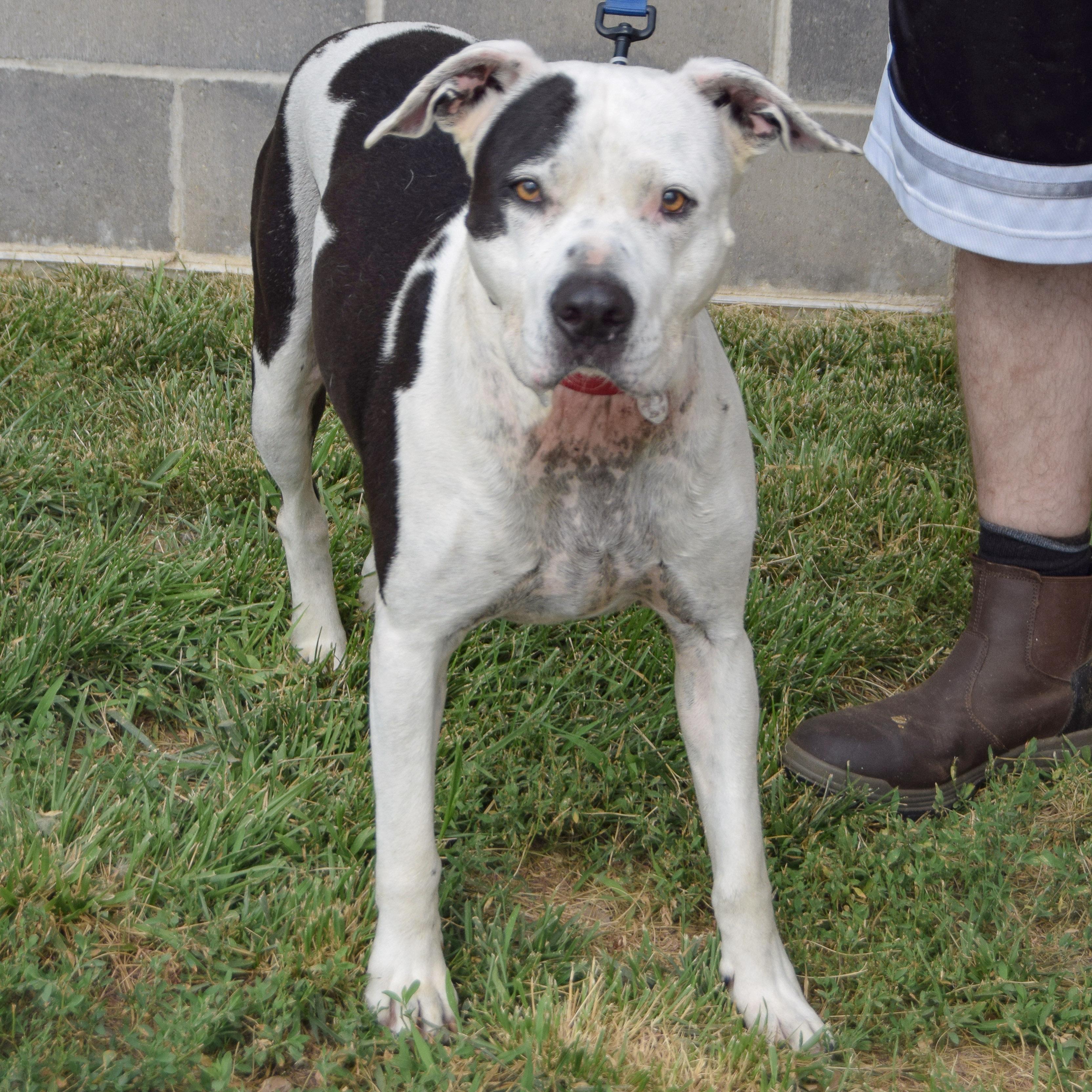 Cade, an adoptable mixed breed in Huntley, IL image 4/5