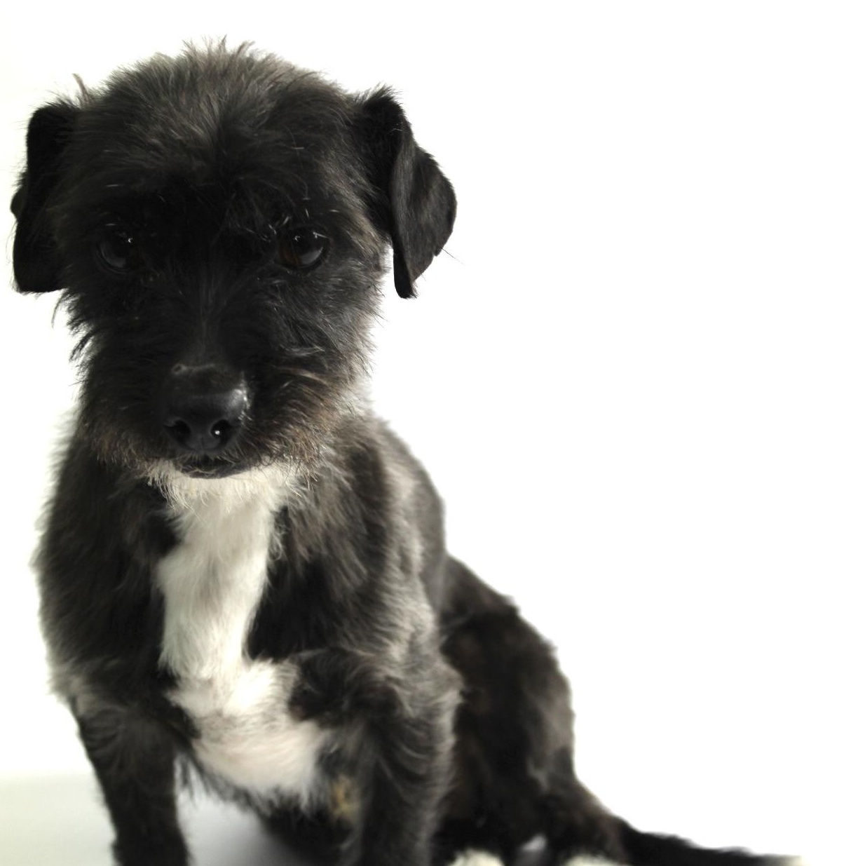 Enlarge Rolo, a Adopted Wirehaired Terrier in Saratoga Springs, NY image 1/1