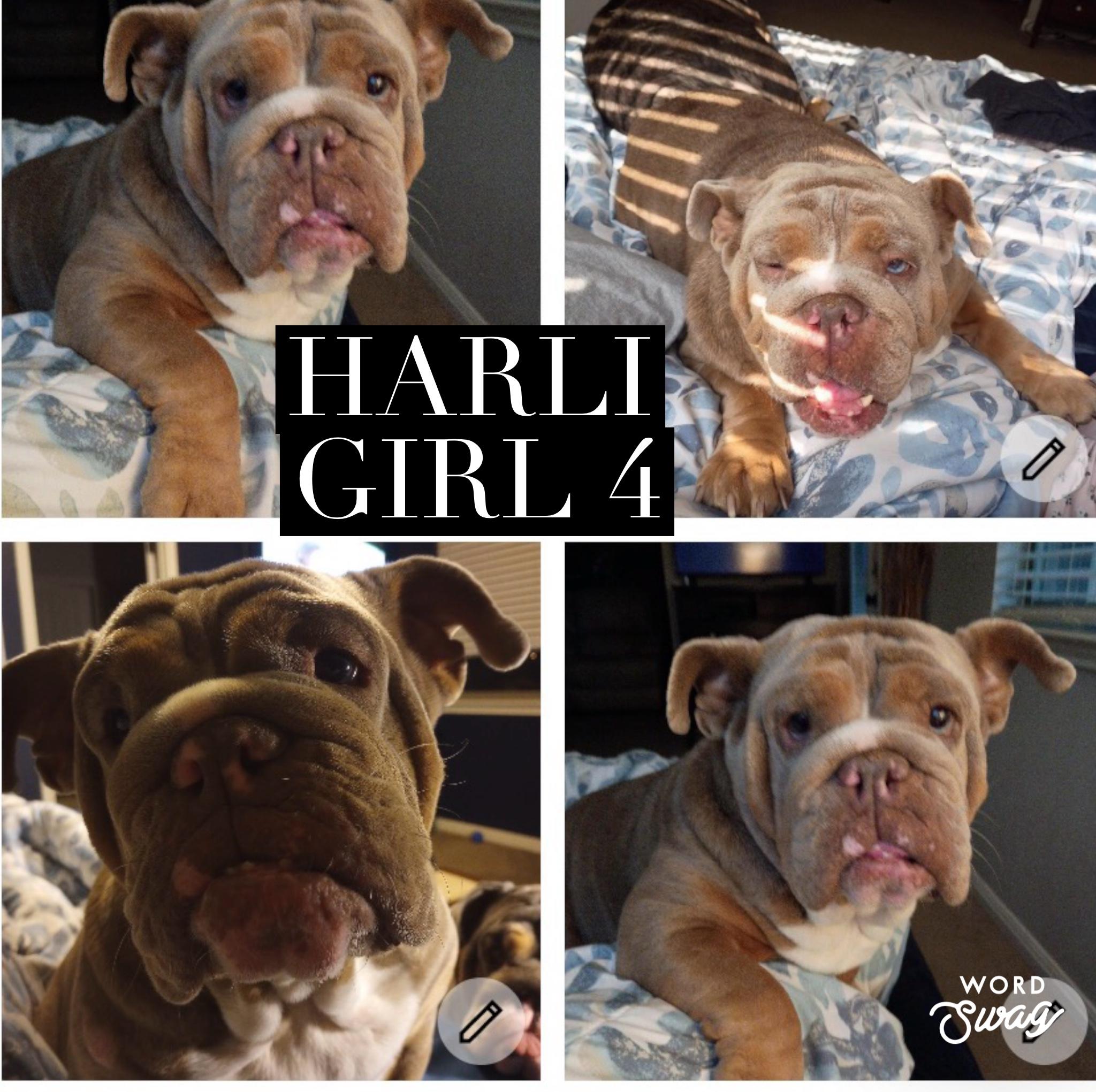 Enlarge Quasi boy & Harli girl English bulldogs siblings, a Adoptable English Bulldog in canyon lake, TX image 3/3