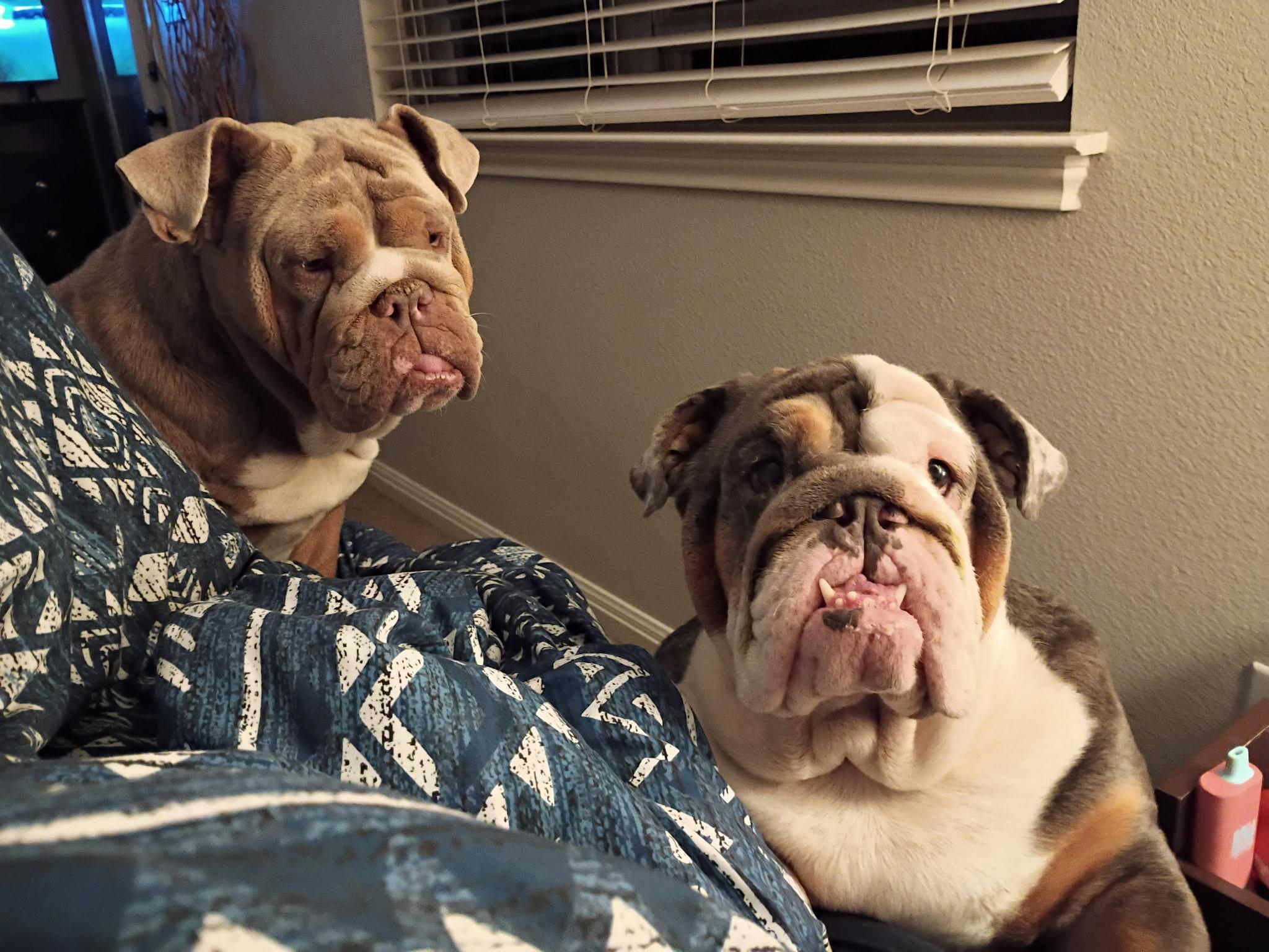 Quasi boy & Harli girl English bulldogs siblings, Adoptable, Adult Female English Bulldog.