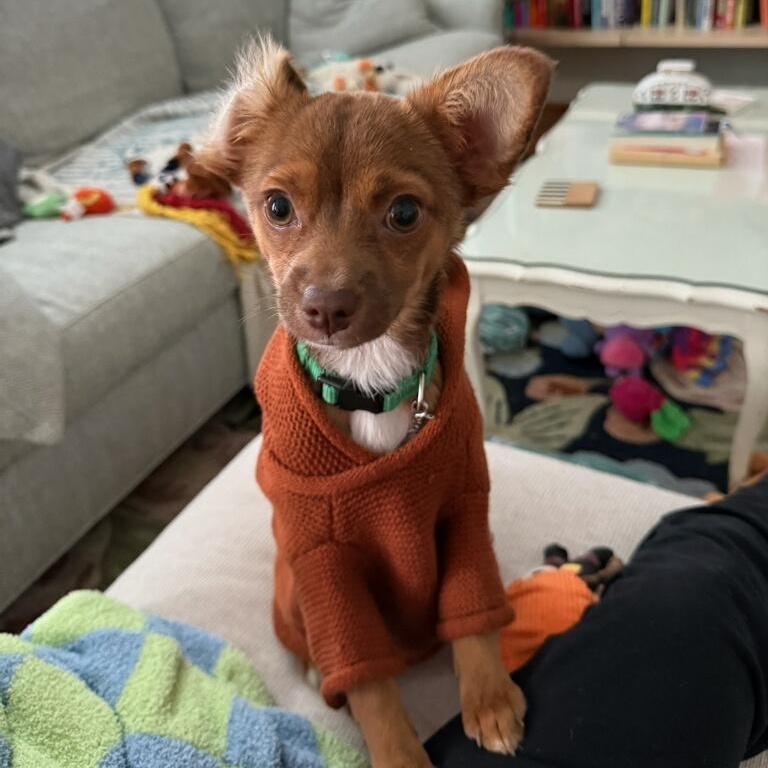 Milo, adoptable, Young Male Chihuahua.