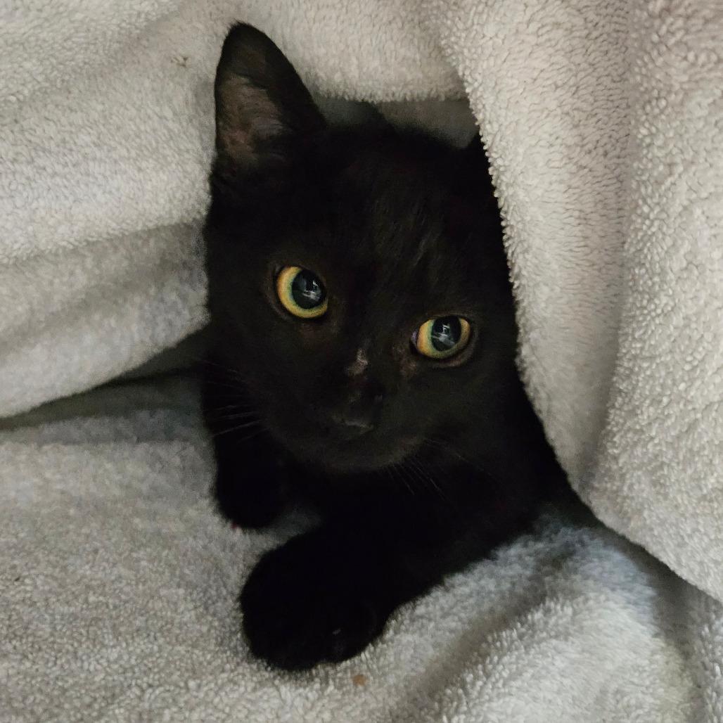 Enlarge P 34 (Chippy), a Adoptable Domestic Short Hair in Sarasota, FL image 1/4