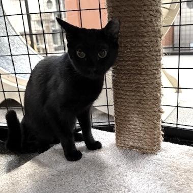 Enlarge P 34 (Chippy), a Adoptable Domestic Short Hair in Sarasota, FL image 2/4