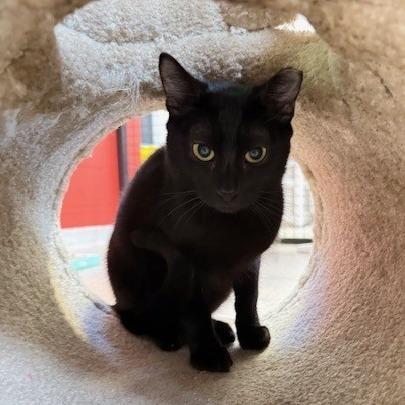 Enlarge P 34 (Chippy), a Adoptable Domestic Short Hair in Sarasota, FL image 3/4