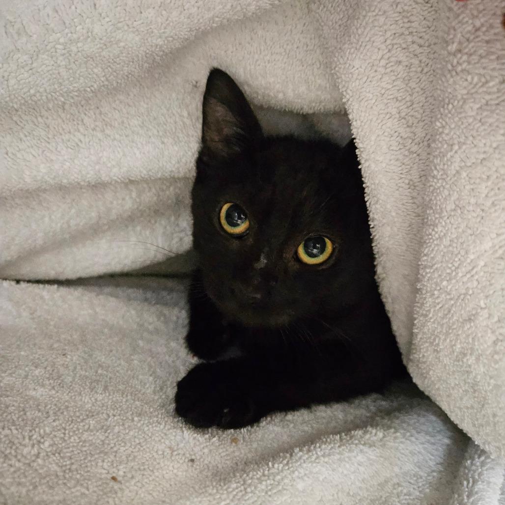 Enlarge P 34 (Chippy), a Adoptable Domestic Short Hair in Sarasota, FL image 4/4