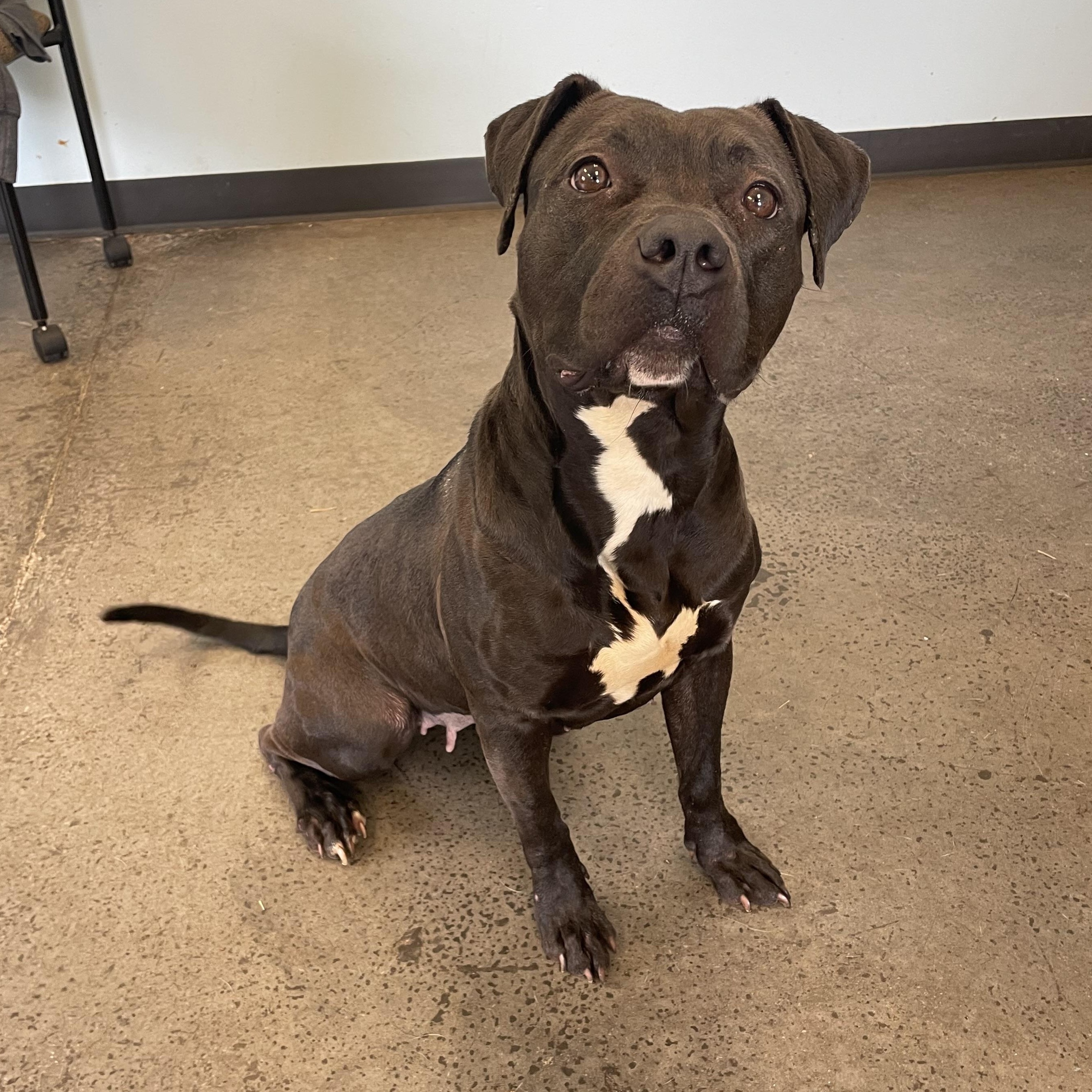 Charlotte, a Adoptable Mixed Breed in Mishawaka, IN image 3/4