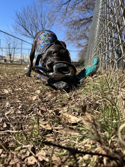 Charlotte, a Adoptable Mixed Breed in Mishawaka, IN image 4/6