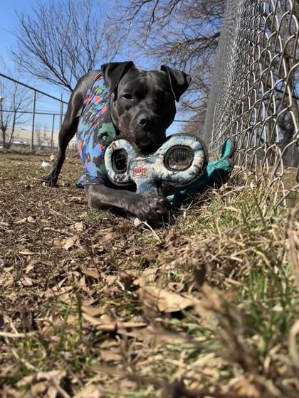 Charlotte, a Adoptable Mixed Breed in Mishawaka, IN image 2/6