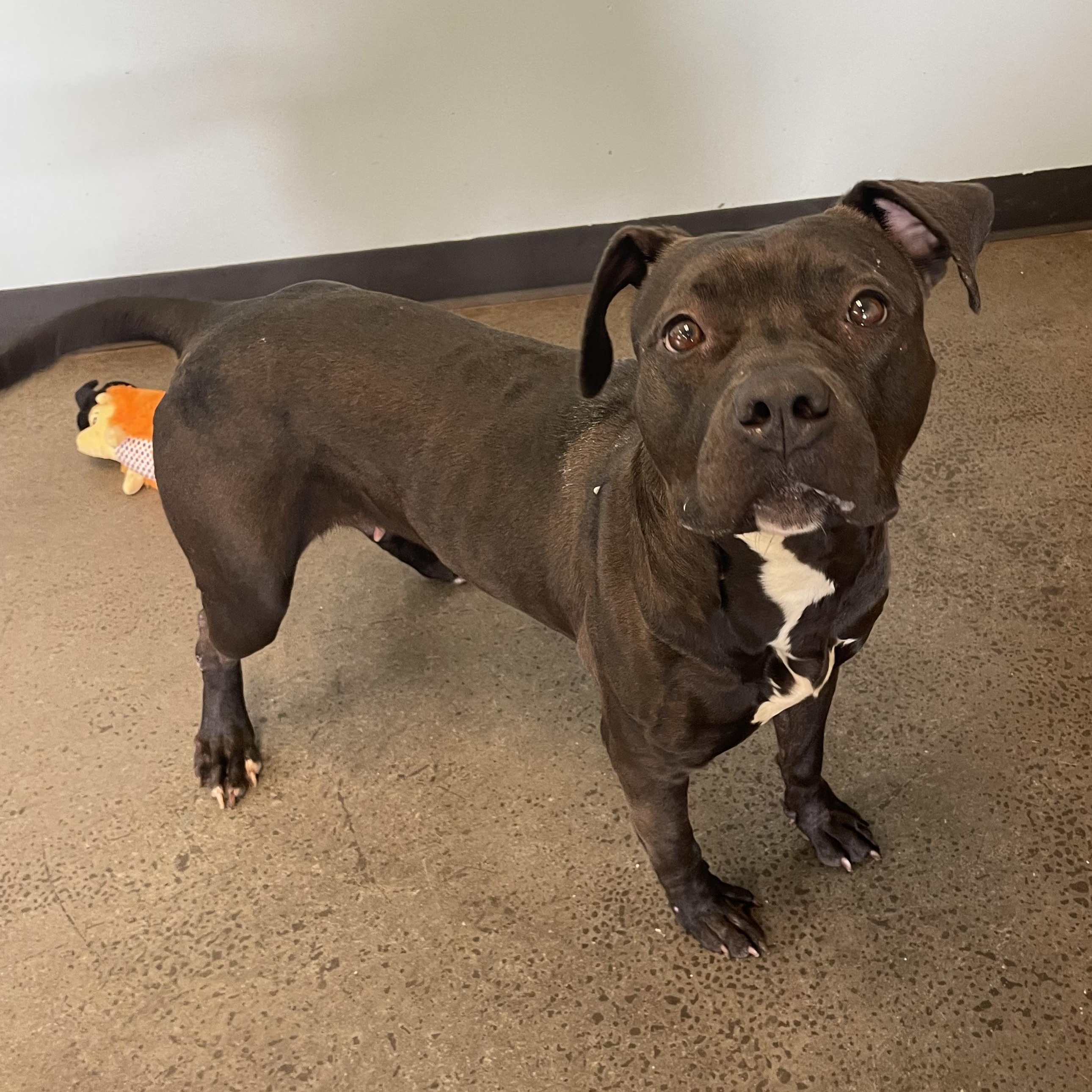 Charlotte, a Adoptable Mixed Breed in Mishawaka, IN image 4/4