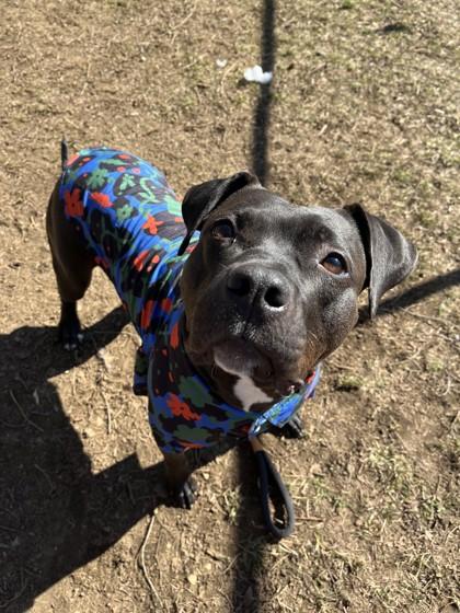 Charlotte, a Adoptable Mixed Breed in Mishawaka, IN image 5/6