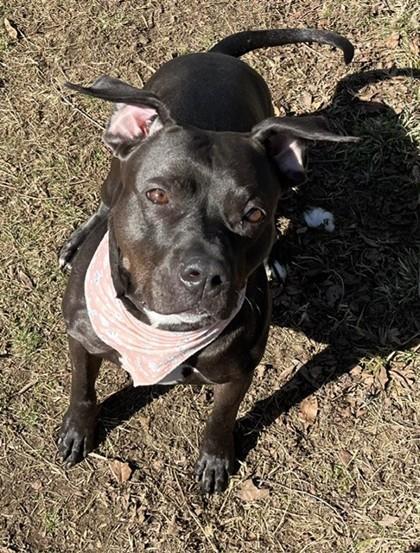 Charlotte, a Adoptable Mixed Breed in Mishawaka, IN image 3/6