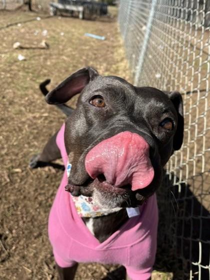 Charlotte, Adoptable, Adult Female Mixed Breed.