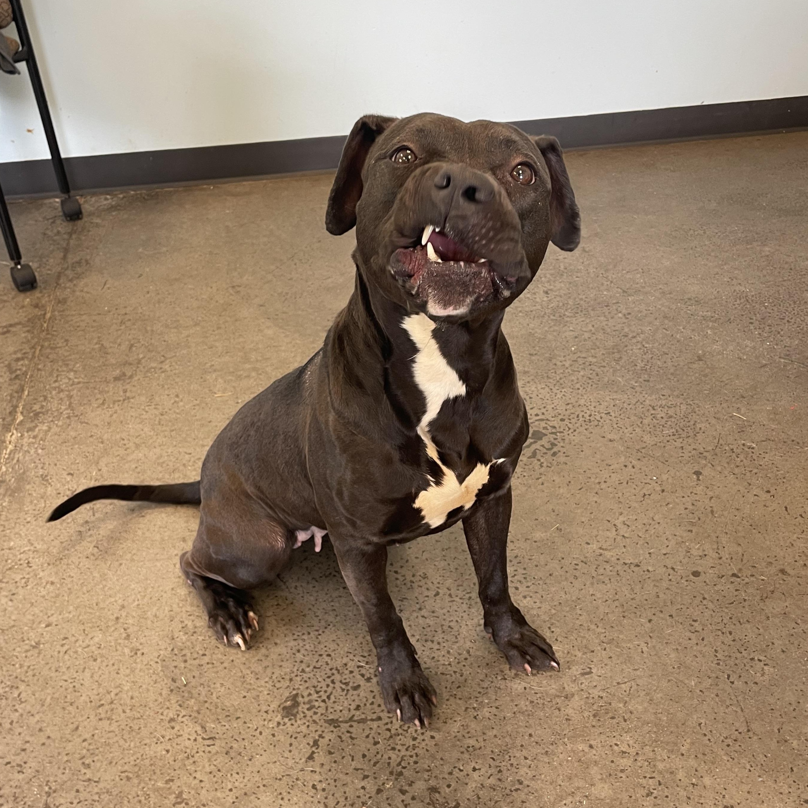 Charlotte, Adoptable, Adult Female Mixed Breed.