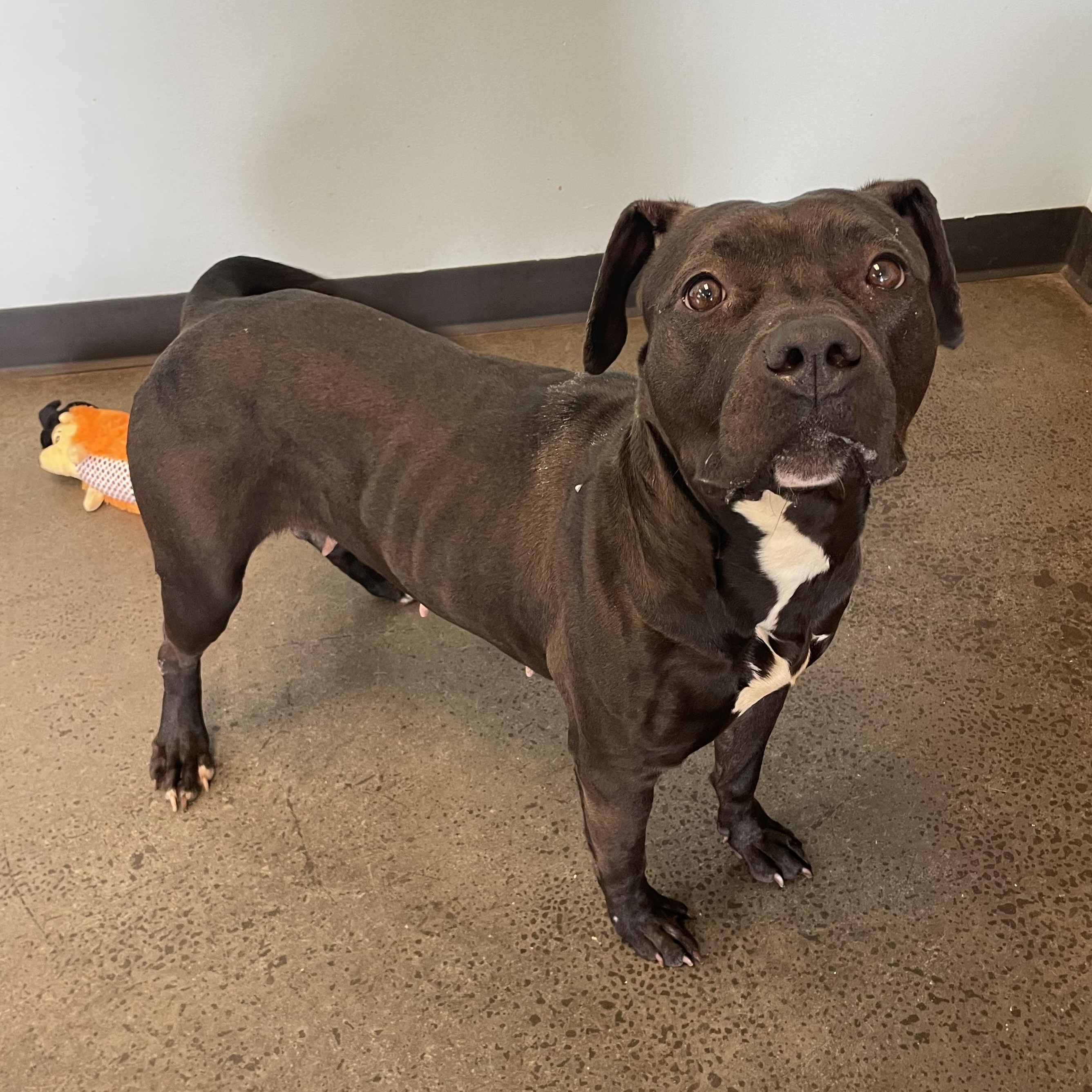 Charlotte, a Adoptable Mixed Breed in Mishawaka, IN image 2/4