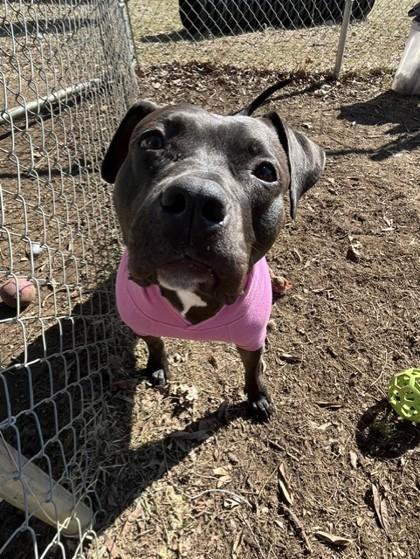 Charlotte, Adoptable, Adult Female Mixed Breed.