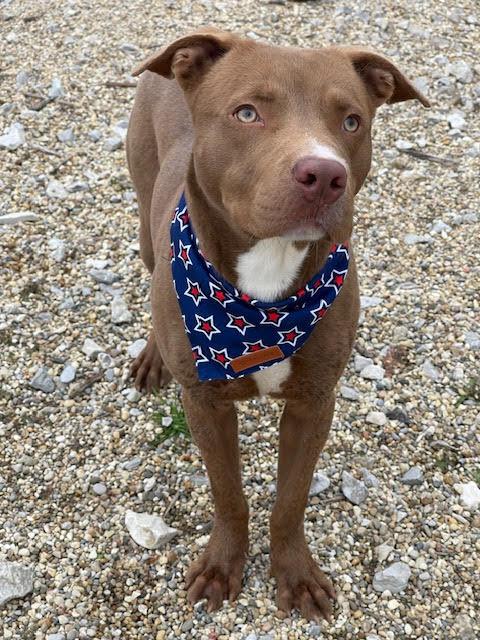 Charlie, Adoptable, Adult Male American Staffordshire Terrier.