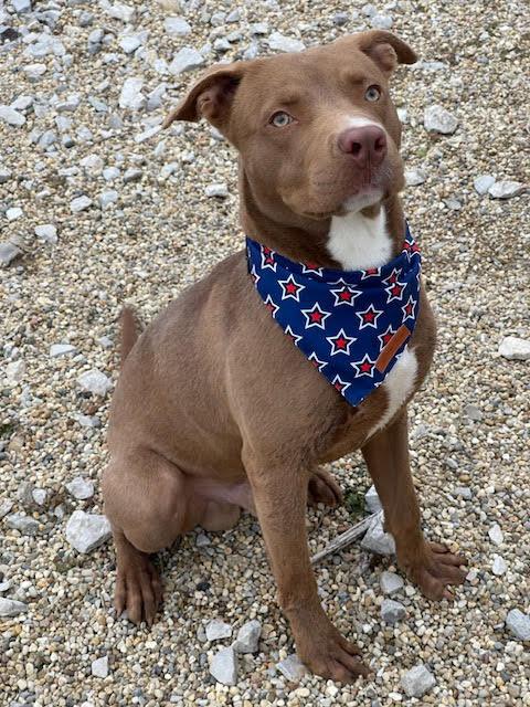 Enlarge Charlie, a Adoptable mixed breed in Centralia, IL image 2/2