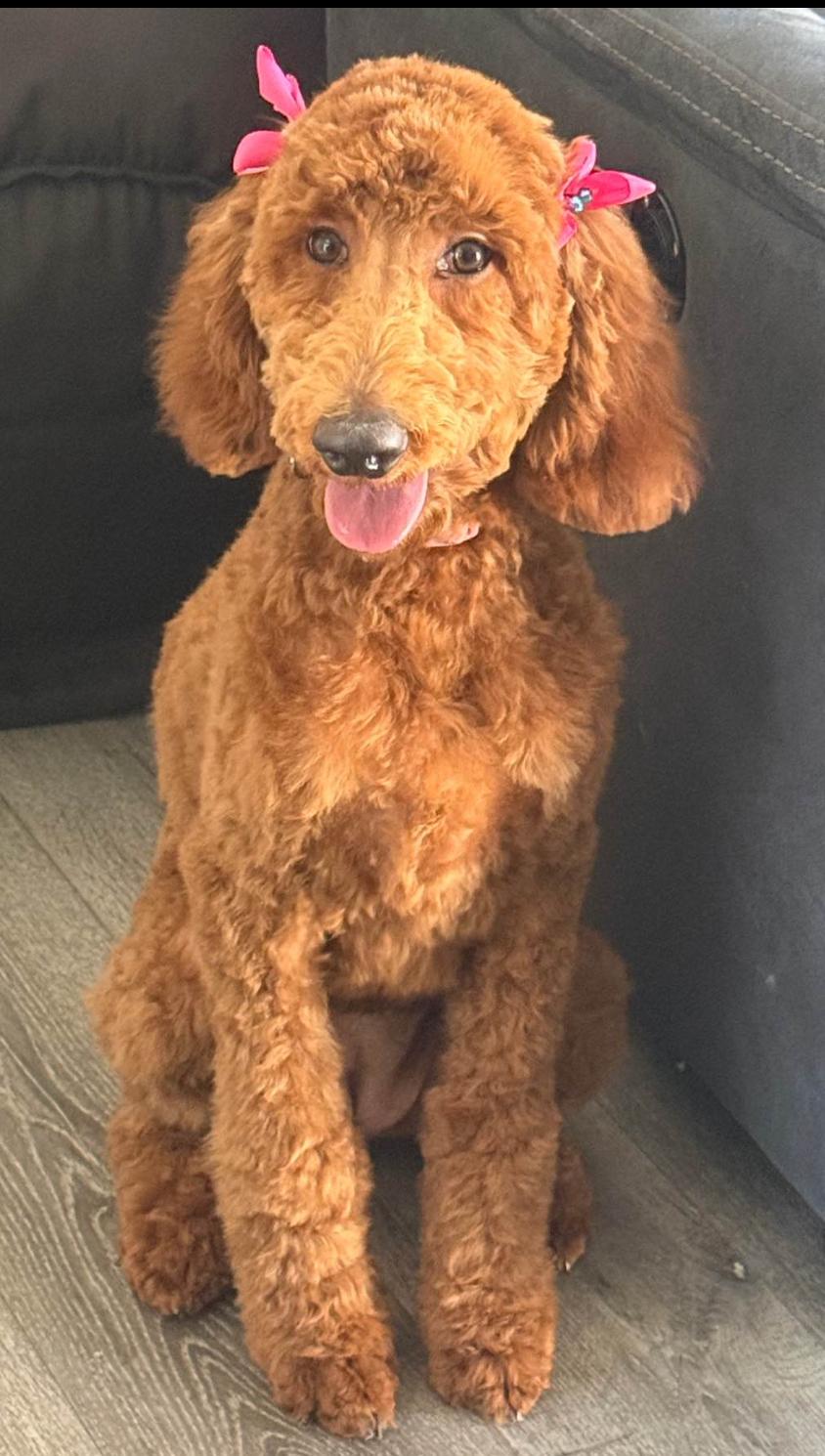 Enlarge Bella , a ADOPTABLE Standard Poodle in Moreno Valley, CA image 1/1