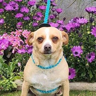 Hermione, Adopted, Adult Female Chihuahua.