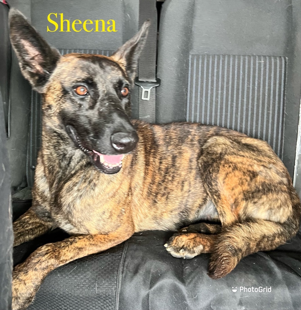 Sheena