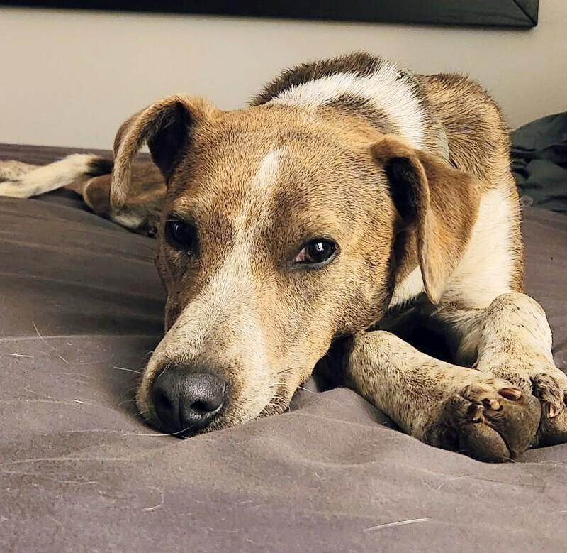 Enlarge Dottie, a Adoptable mixed breed in Evergreen, CO image 3/6