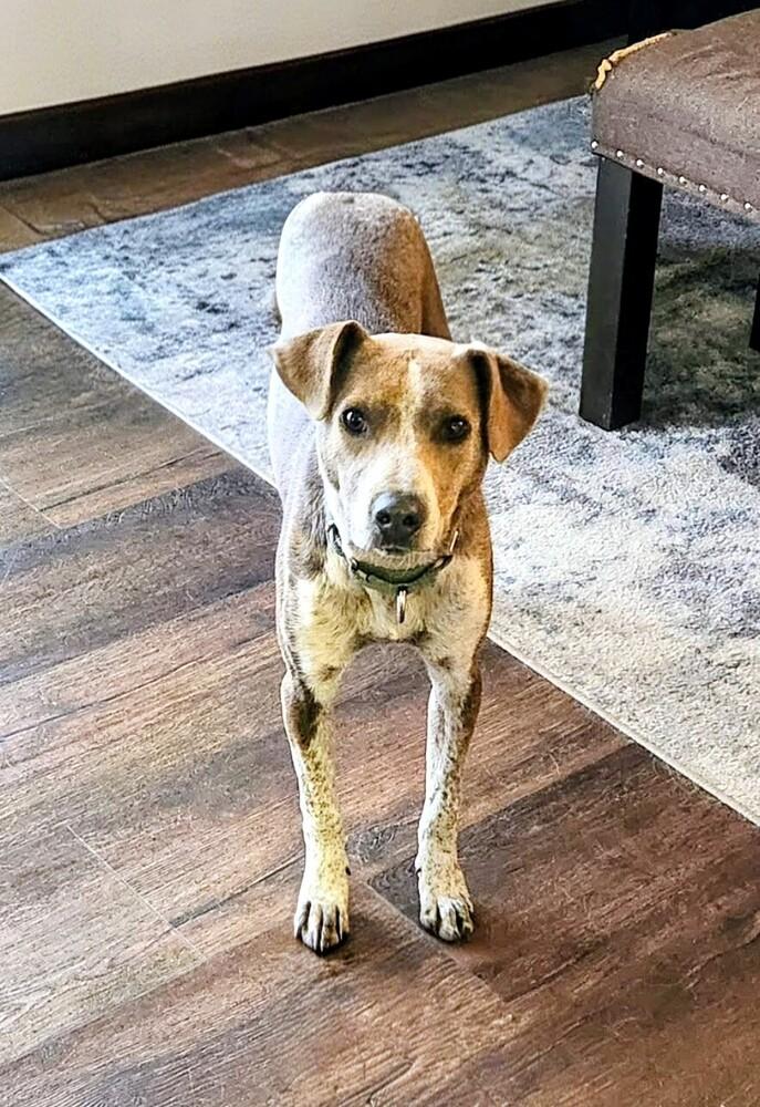 Enlarge Dottie, a Adoptable mixed breed in Evergreen, CO image 4/6