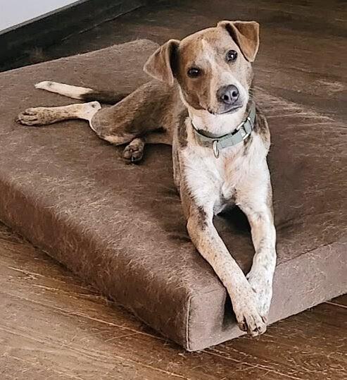 Enlarge Dottie, a Adoptable mixed breed in Evergreen, CO image 1/6