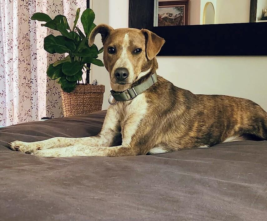 Enlarge Dottie, a Adoptable mixed breed in Evergreen, CO image 2/6