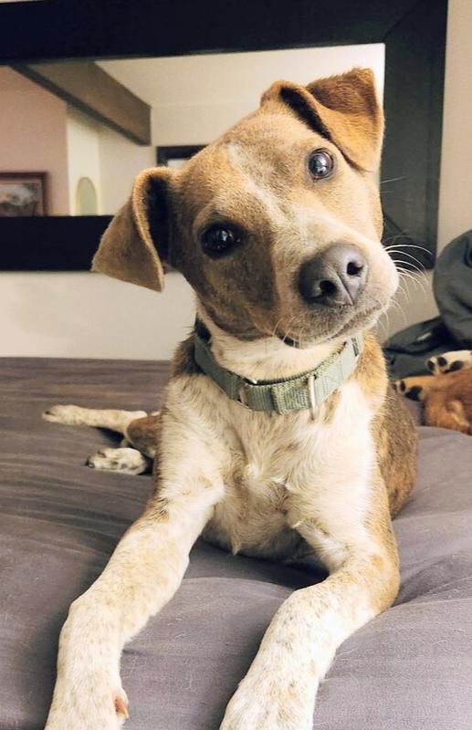 Dottie, Adoptable, Young Female Australian Cattle Dog / Blue Heeler & Mixed Breed.