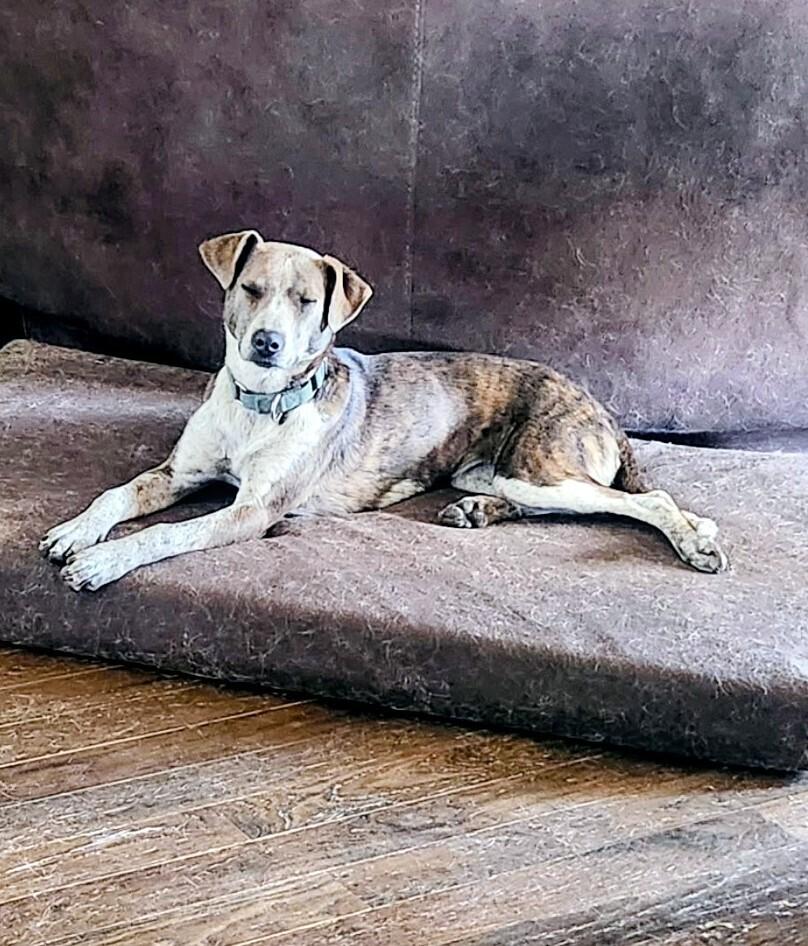 Enlarge Dottie, a Adoptable mixed breed in Evergreen, CO image 6/6