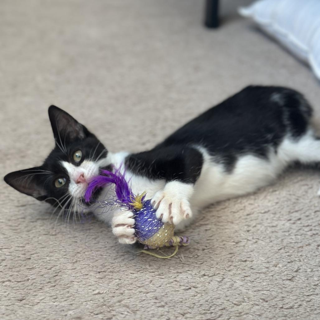 Enlarge Buttercup, a Adoptable Domestic Short Hair in Hillsborough, NC image 1/2