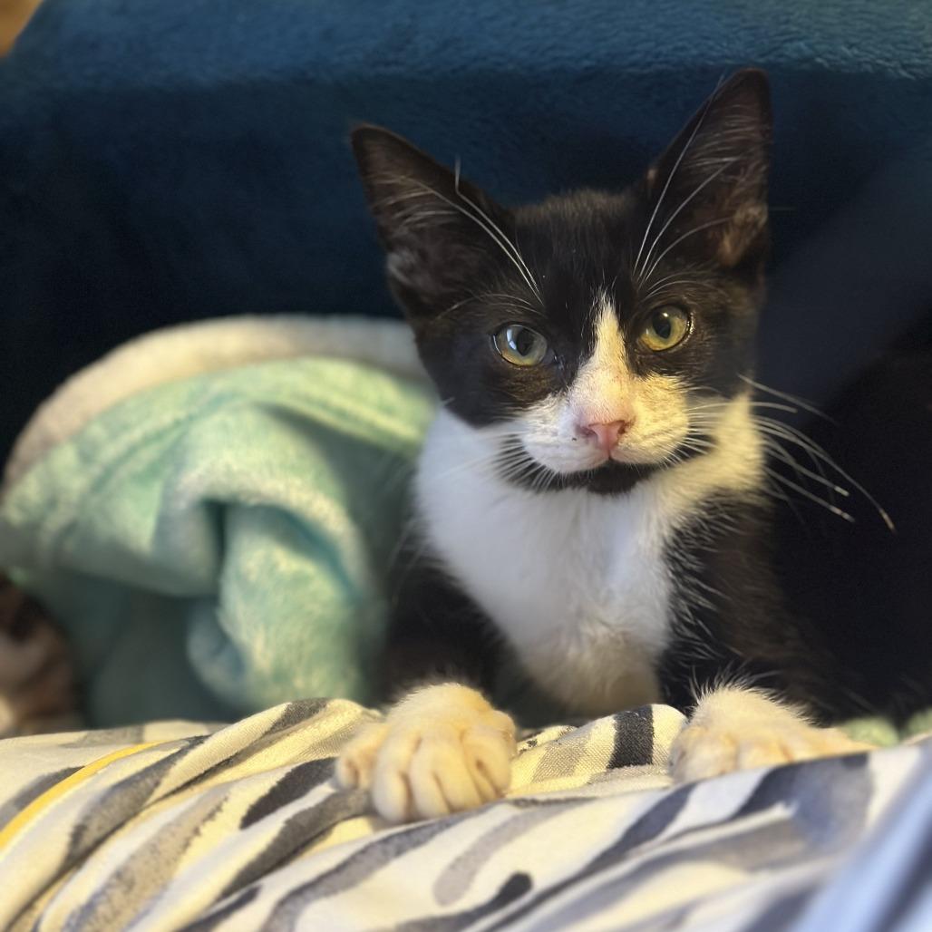 Enlarge Buttercup, a Adoptable Domestic Short Hair in Hillsborough, NC image 2/2