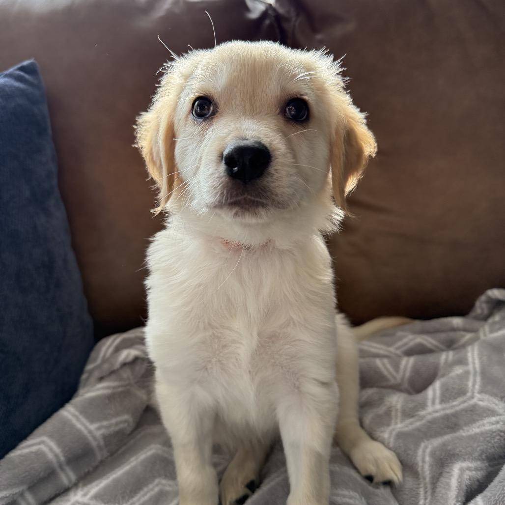 Boulevardier, Adoptable, Puppy Female Terrier & Labrador Retriever.
