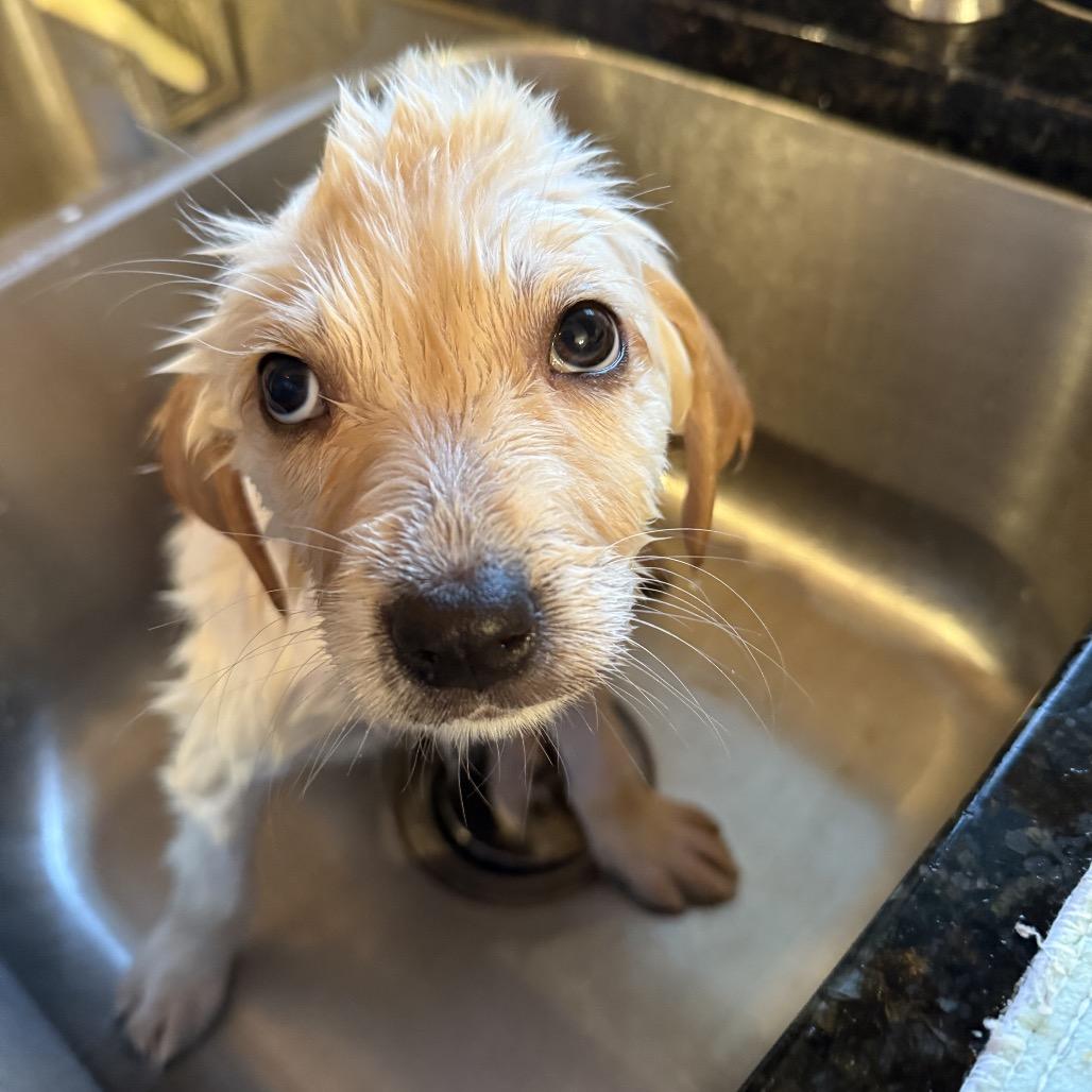 Enlarge Boulevardier, a Adoptable mixed breed in Crystal, MN image 2/4