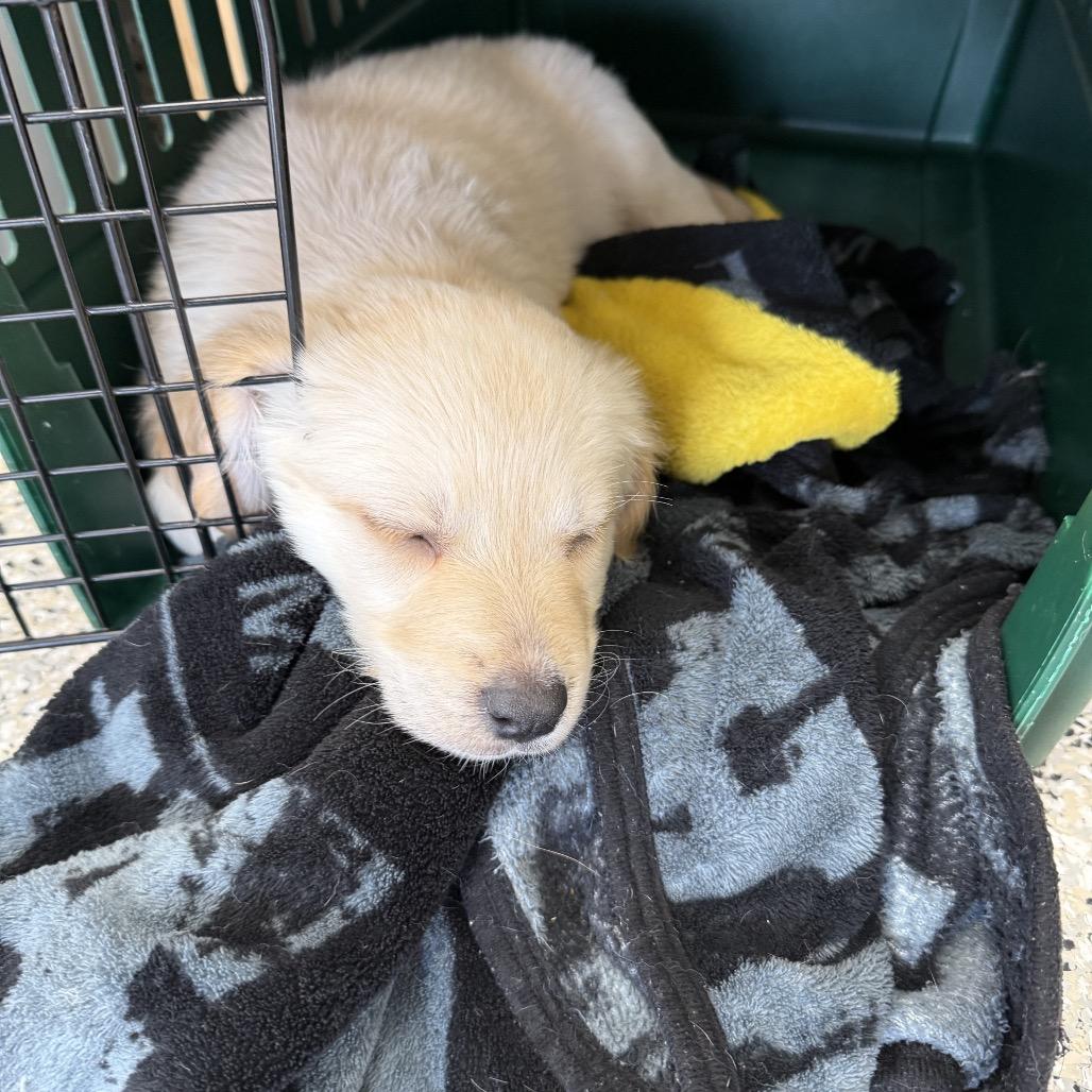 Enlarge Boulevardier, a Adoptable mixed breed in Crystal, MN image 3/4